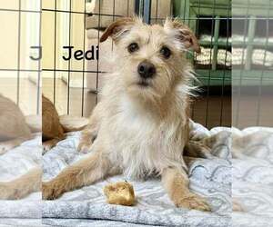 Lhasa Apso-Norfolk Terrier Mix Dogs for adoption in Cave Creek, AZ, USA