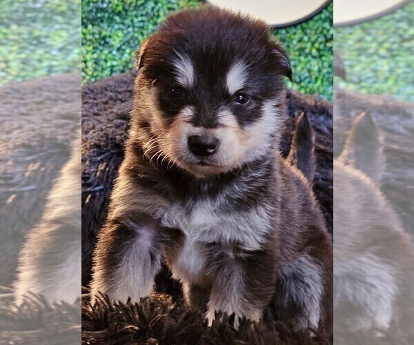 Medium Photo #5 Alaskan Malamute Puppy For Sale in MIDWEST CITY, OK, USA