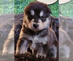 Small Photo #5 Alaskan Malamute Puppy For Sale in MIDWEST CITY, OK, USA