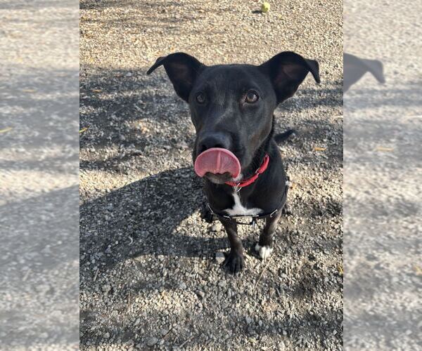Medium Photo #3 Labrador Retriever-Unknown Mix Puppy For Sale in Elmsford, NY, USA