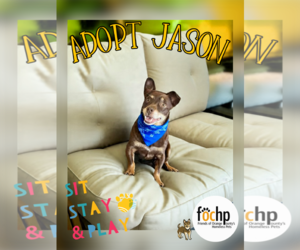 Dachshund Dogs for adoption in Menifee, CA, USA