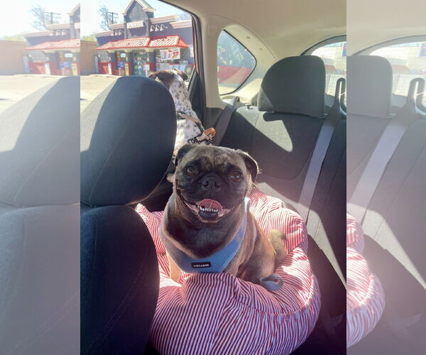 Medium Photo #4 Buggs Puppy For Sale in Sandy, UT, USA