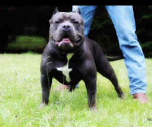 Father of the American Bully puppies born on 04/02/2023