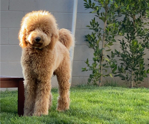 Father of the Goldendoodle-Poodle (Standard) Mix puppies born on 08/14/2020