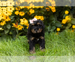 Small Photo #3 Miniature Bernedoodle-Poodle (Miniature) Mix Puppy For Sale in TOPEKA, IN, USA