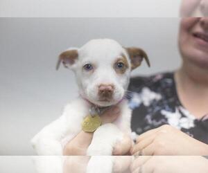 Mutt Dogs for adoption in Mountain Home, AR, USA