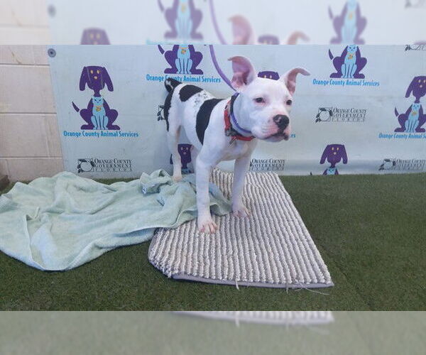 Medium Photo #1 American Bulldog Puppy For Sale in Orlando, FL, USA