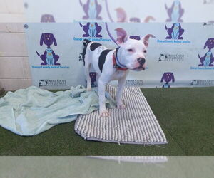 American Bulldog Dogs for adoption in Orlando, FL, USA