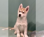 Small #1 Siberian Husky