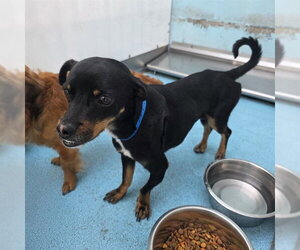 Dachshund Dogs for adoption in Long Beach, CA, USA