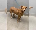 KINGDOM - Male German Shepherd Dog-Unknown Mix Dog for Adoption - Small photo