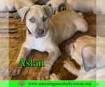 Small #4 Bulldog-Labrador Retriever Mix