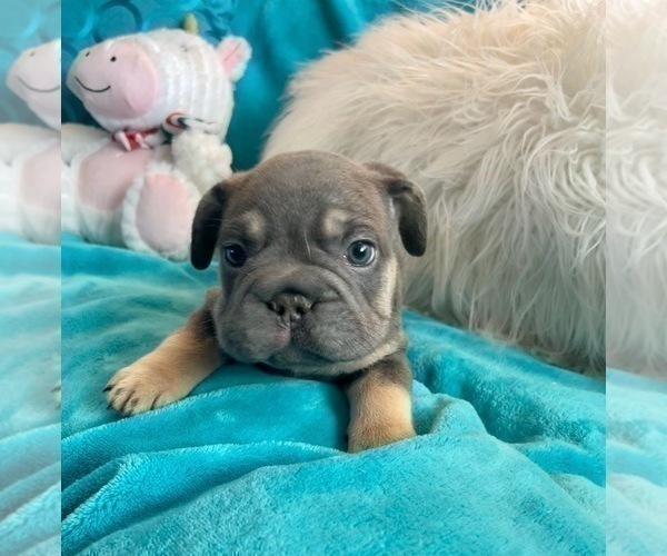 Medium Photo #48 French Bulldog Puppy For Sale in TALLAHASSEE, FL, USA