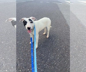 Shadow - Female Mutt Dog for Adoption - Photo #2