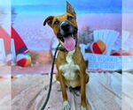 Small #1 German Shepherd Dog Mix