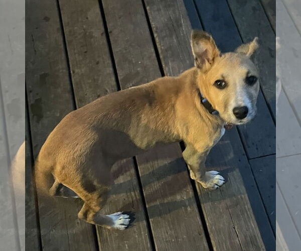 Medium Photo #9 Mutt Puppy For Sale in Fargo, ND, USA