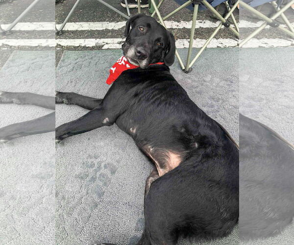 Medium Photo #4 Great Dane-Labrador Retriever Mix Puppy For Sale in San Diego, CA, USA