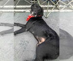 Small #3 Great Dane-Labrador Retriever Mix