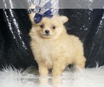 Small #5 Pomeranian