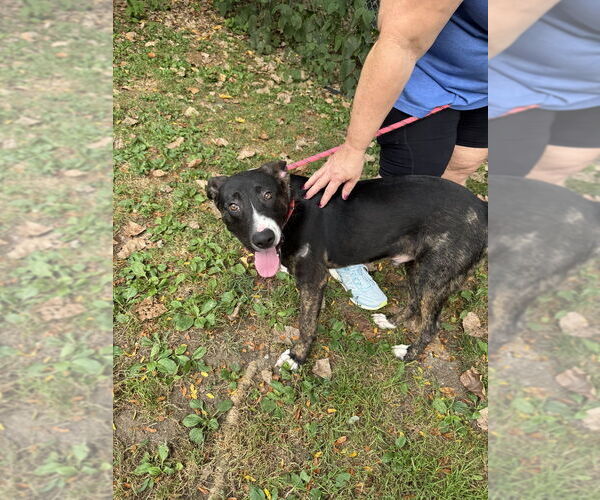Medium Photo #3 Mutt Puppy For Sale in Elmsford, NY, USA