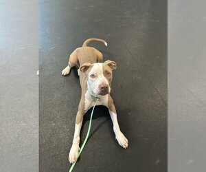 Staffordshire Bull Terrier-Unknown Mix Dogs for adoption in Boynton Beach, FL, USA