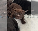 Small #2 Bulldog