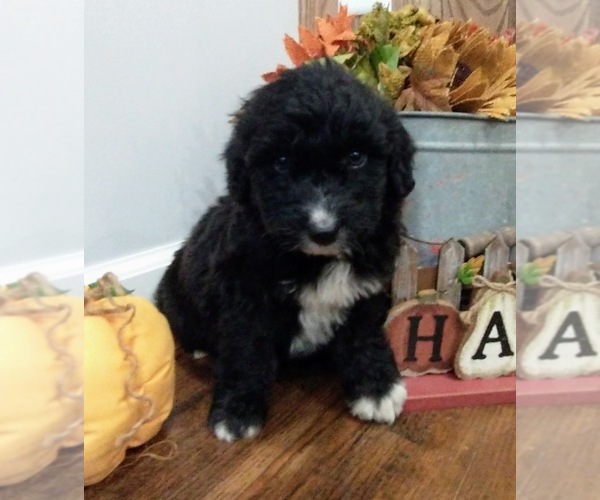 Medium Photo #20 Aussiedoodle Puppy For Sale in NEW YORK MILLS, MN, USA