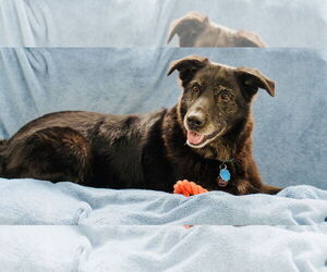 Cardi - Female Shepradors Dog for Adoption - Photo #3
