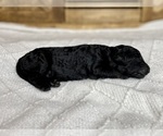 Small Photo #11 Aussiedoodle Puppy For Sale in CONWAY, MO, USA