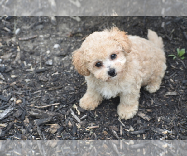 Medium Photo #3 Bichpoo Puppy For Sale in ELDORADO, OH, USA