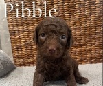 Puppy Pibble Poodle (Miniature)