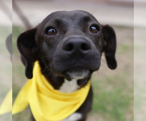 Medium Photo #1 Mutt Puppy For Sale in San Antonio, TX, USA