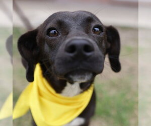 Mutt Dogs for adoption in San Antonio, TX, USA