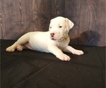 Small Photo #3 Dogo Argentino Puppy For Sale in MIAMI, FL, USA