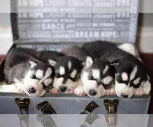 Alaskan Husky Litter for sale in DODGE CENTER, MN, USA
