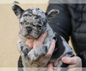 French Bulldog Puppy for sale in NEW YORK, NY, USA