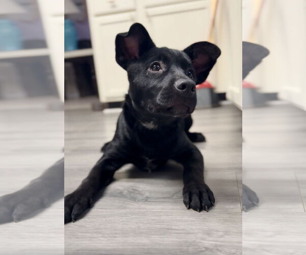 Medium Photo #2 Labrador Retriever-Unknown Mix Puppy For Sale in Jacksonville, NC, USA