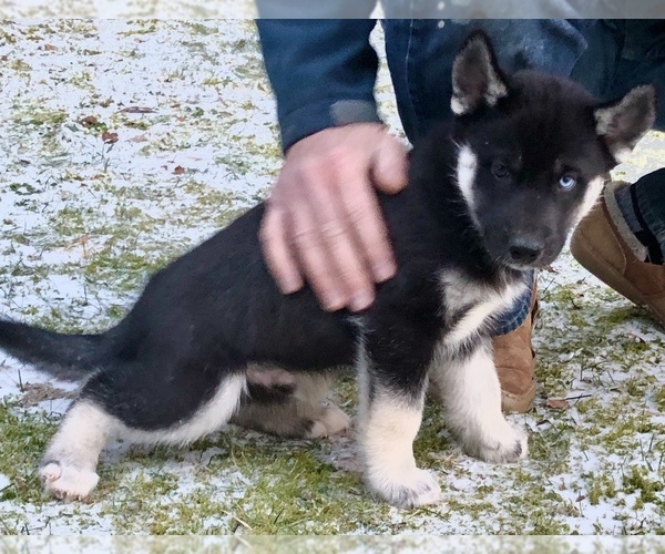 Medium Photo #2 Siberian Husky Puppy For Sale in WESTHAMPTON, MA, USA