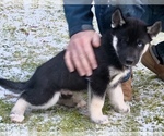 Small Photo #2 Siberian Husky Puppy For Sale in WESTHAMPTON, MA, USA