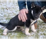 Small #1 Siberian Husky