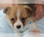 Small Photo #6 Pembroke Welsh Corgi Puppy For Sale in FALLS CITY, OR, USA