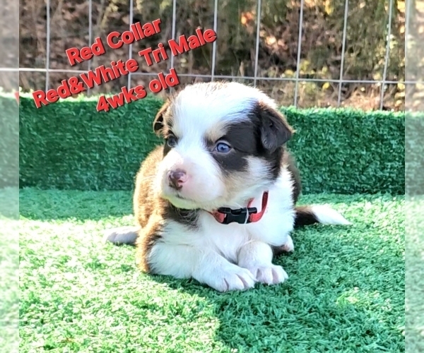 Medium Photo #26 Border Collie Puppy For Sale in BYBEE, TN, USA