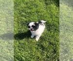 Small Photo #5 Shih Tzu Puppy For Sale in CORVALLIS, OR, USA