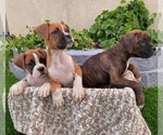 Small Photo #14 Boxer Puppy For Sale in BANNING, CA, USA