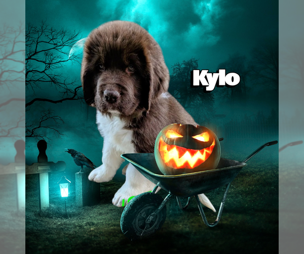 Medium Photo #1 Newfoundland Puppy For Sale in LAS VEGAS, NV, USA