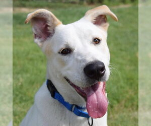 Labrador Retriever-Unknown Mix Dogs for adoption in Rockaway, NJ, USA