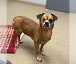 Small #1 Pug Mix