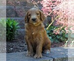 Small Photo #4 Goldendoodle-Poodle (Standard) Mix Puppy For Sale in EAST EARL, PA, USA