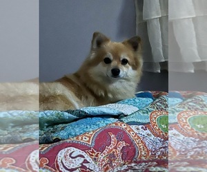 Mother of the Pomeranian puppies born on 04/02/2026