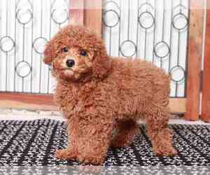 Poodle (Miniature) Puppy for sale in NAPLES, FL, USA